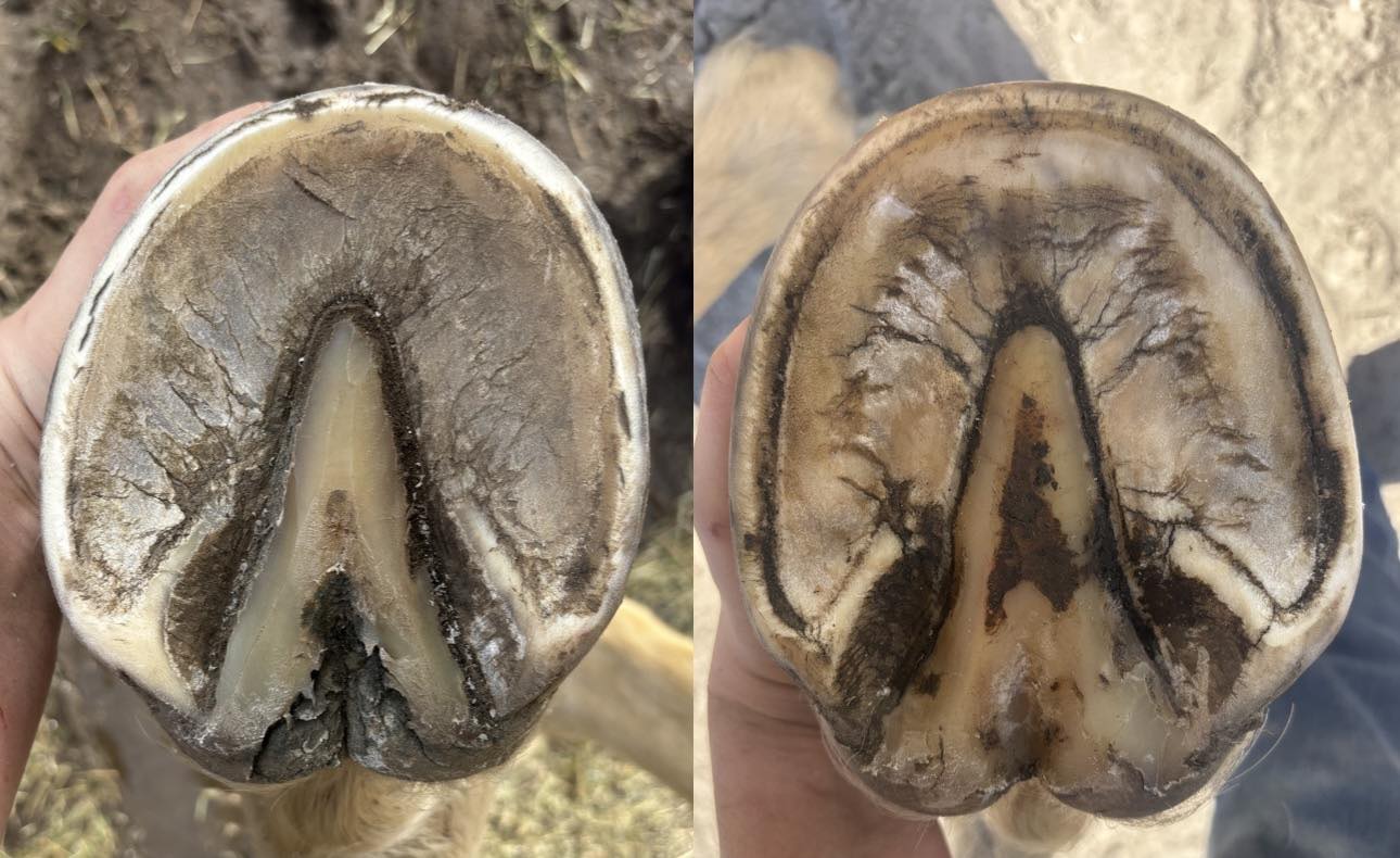 Before and after hoof sole comparison