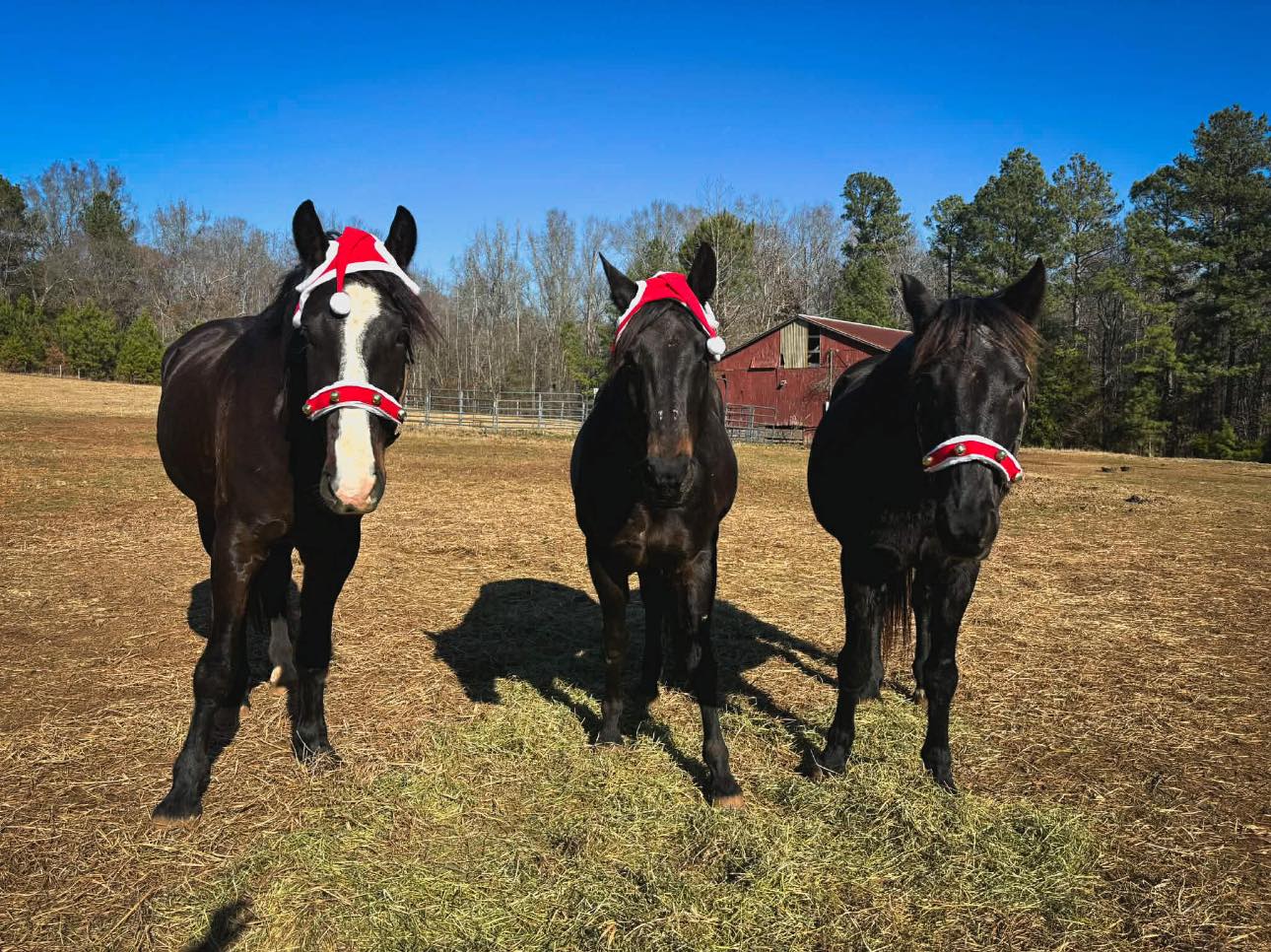 Three horses in Santa hats