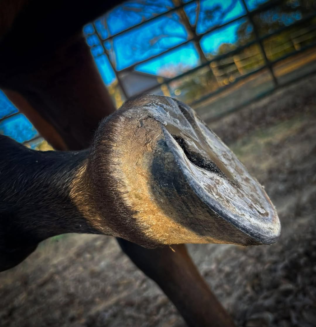Dramatically lit hoof sole